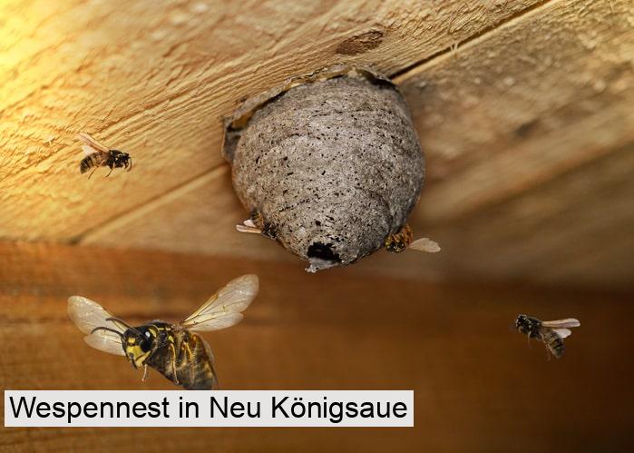 Wespennest in Neu Königsaue